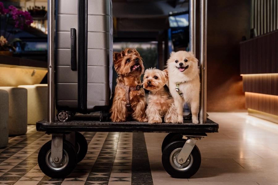 Pet friendly ESTELAR Villavicencio Hotel & Centro de Convenciones Colombia - Villavicencio Pet friendly ESTELAR Villavicencio Hotel & Centro de Convenciones Colombia - Villavicencio